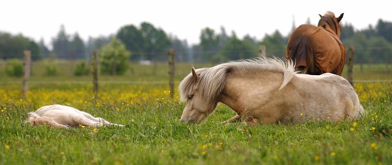 Lysir von Heidmoor und Ljoska von Heidmoor (8).jpg